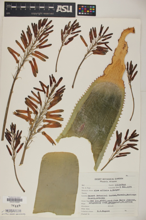 Aloe affinis image