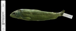 Prosopium williamsoni image