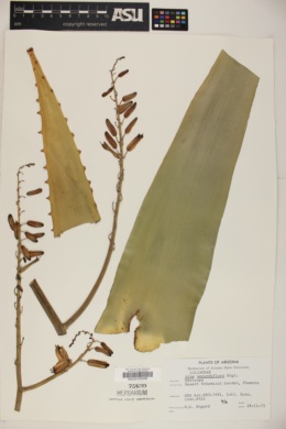 Aloe secundiflora image