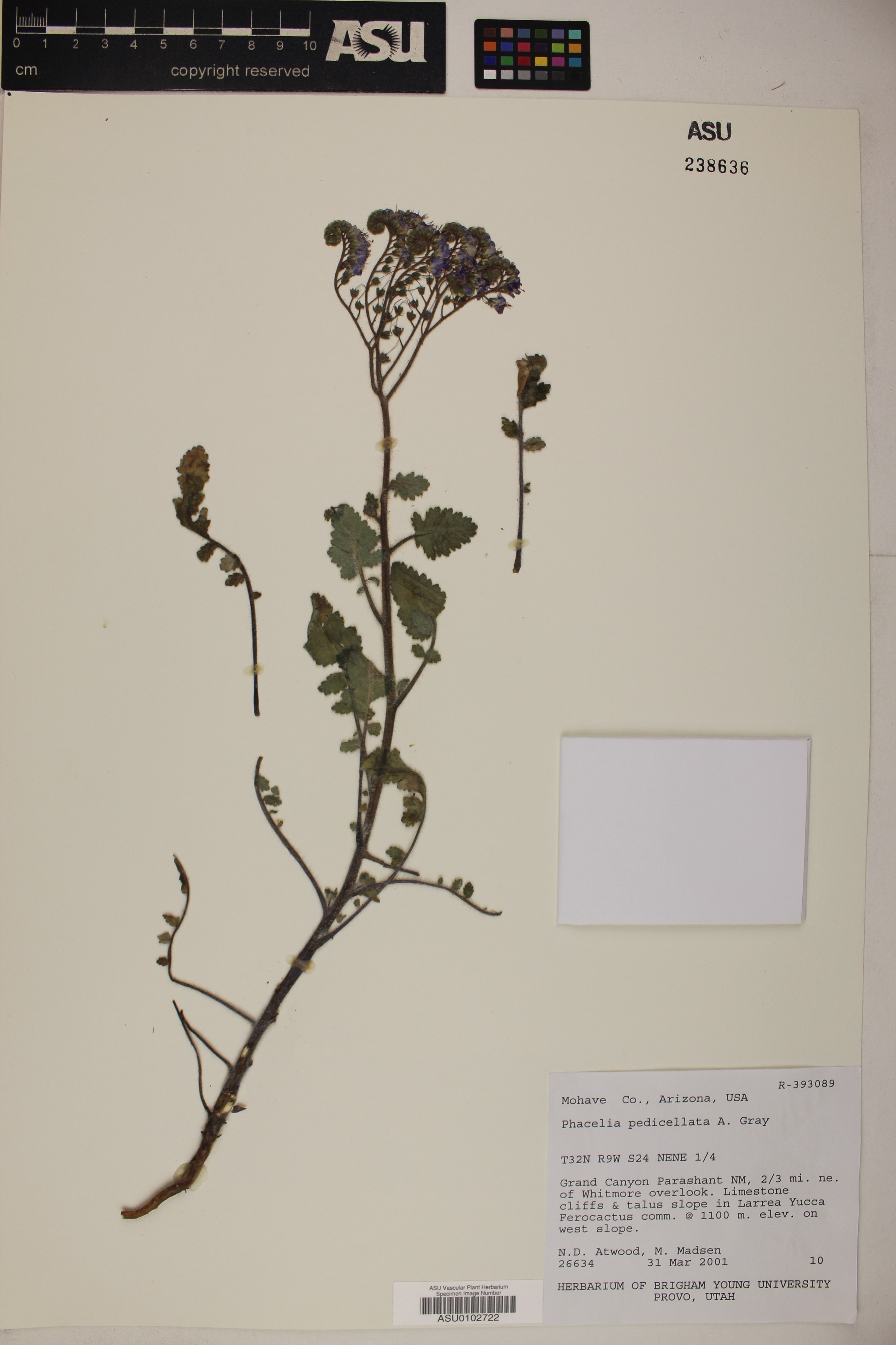 Phacelia pedicellata image