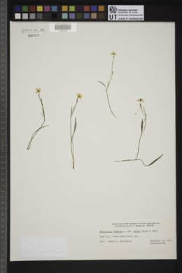 Ranunculus flammula var. ovalis image