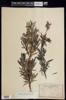 Salix petiolaris var. gracilis image
