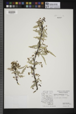Berberis haematocarpa image