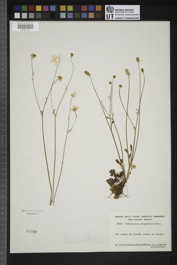 Ranunculus gregarius image