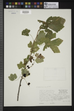 Ribes petiolare image
