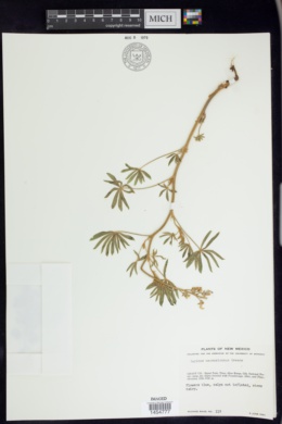 Lupinus neomexicanus image