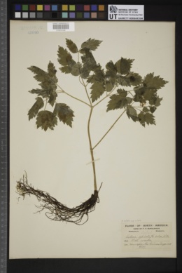 Actaea rubra subsp. rubra image