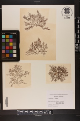 Image of Ptilocladia crouanioides