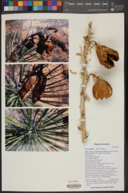 Yucca baileyi image