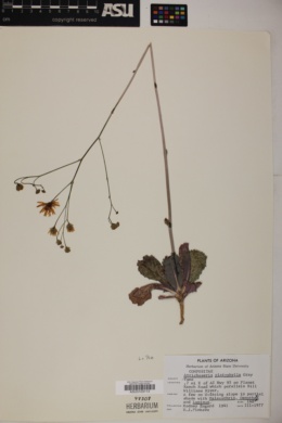 Atrichoseris platyphylla image