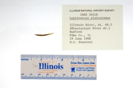 Lepisosteus platostomus image