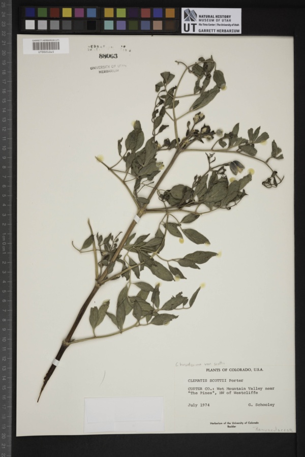 Clematis hirsutissima var. scottii image