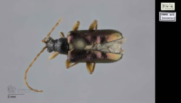 Gaurotes cyanipennis image