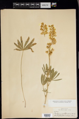 Lupinus sulphureus image
