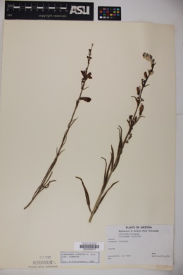 Penstemon virgatus subsp. virgatus image