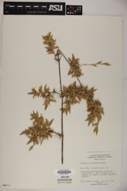 Bambusa arundinacea image