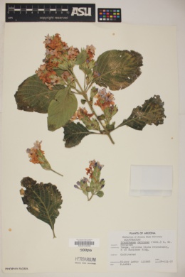 Image of Eranthemum nervosum