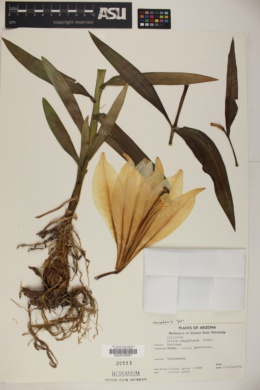 Lilium longiflorum image