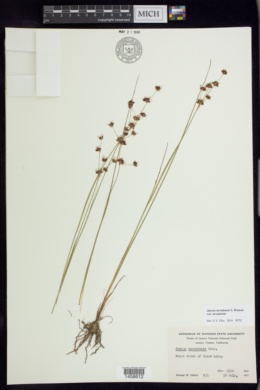 Juncus nevadensis var. nevadensis image