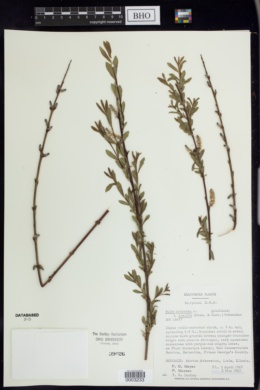Salix purpurea image