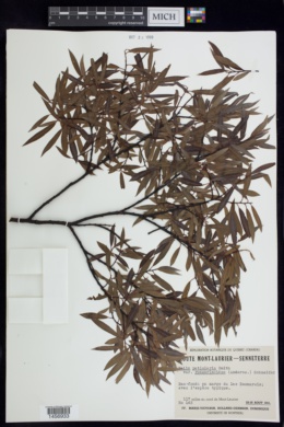 Salix petiolaris var. rosmarinoides image
