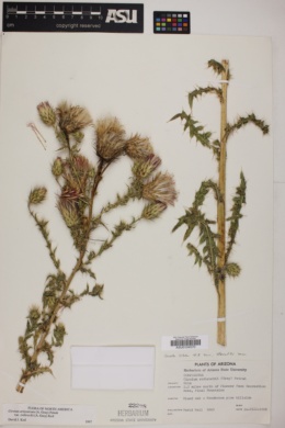 Cirsium arizonicum image