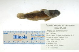 Neogobius melanostomus image
