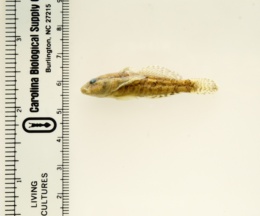 Proterorhinus marmoratus image