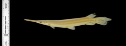 Lepisosteus oculatus image