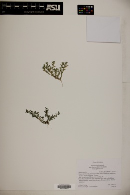 Herniaria hirsuta subsp. cinerea image