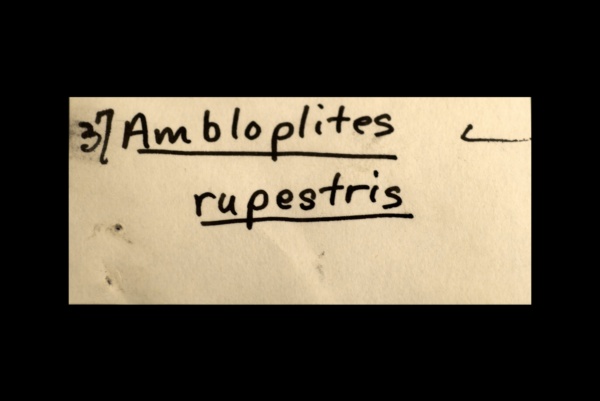 Ambloplites image