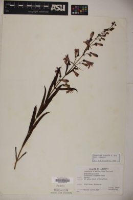 Penstemon virgatus subsp. virgatus image