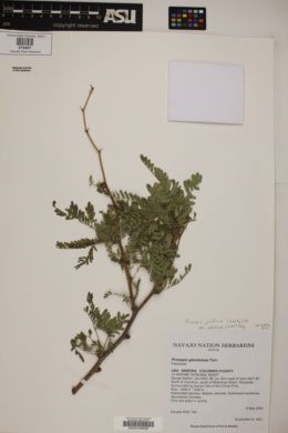 Prosopis juliflora var. velutina image