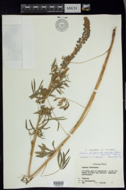 Lupinus argenteus var. myrianthus image