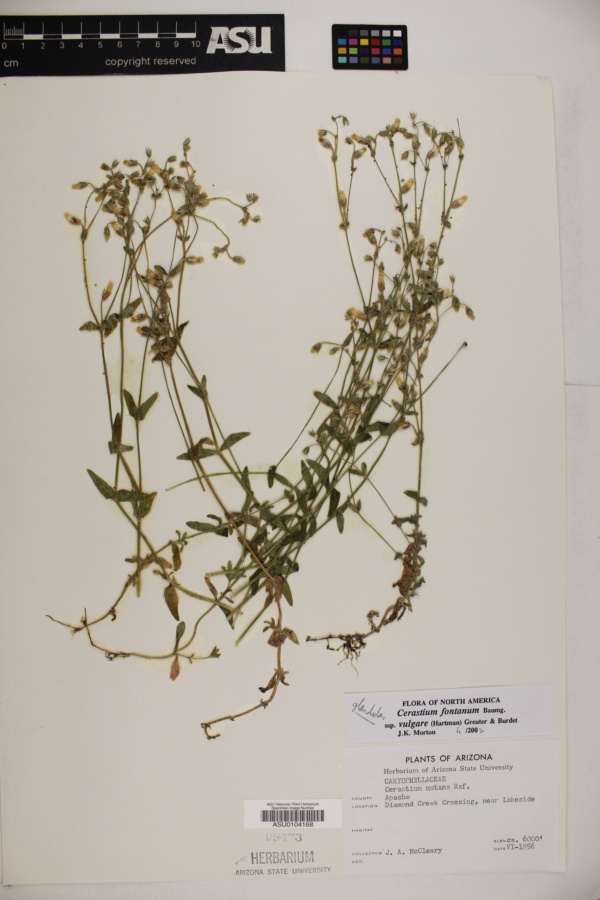 Cerastium fontanum subsp. fontanum image