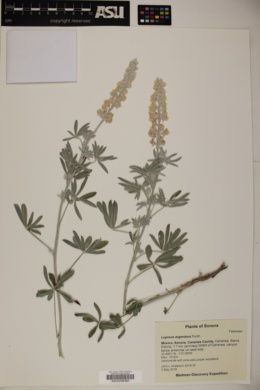 Image of Lupinus argenteus