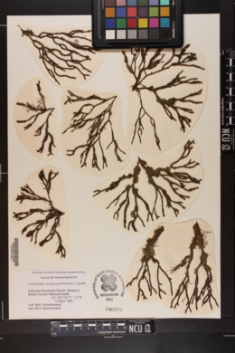 Cladostephus spongiosum image