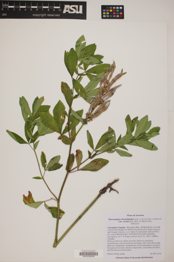 Thermopsis rhombifolia var. ovata image