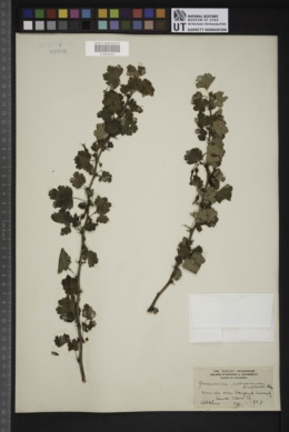 Image of Grossularia californica