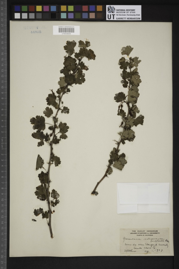 Grossularia californica image