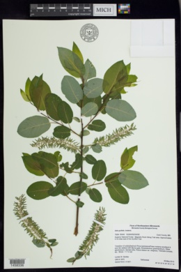 Salix pyrolifolia image