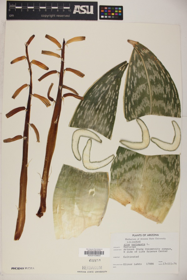 Aloe variegata image