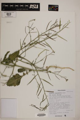 Brassica tournefortii image
