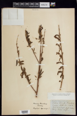 Image of Salix × wrightii