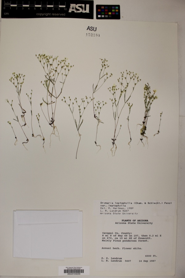 Drymaria leptophylla var. leptophylla image