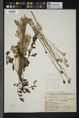 Stylomecon heterophylla image