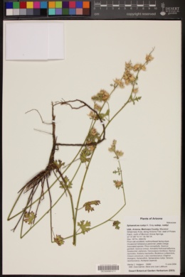 Sphaeralcea rusbyi subsp. rusbyi image