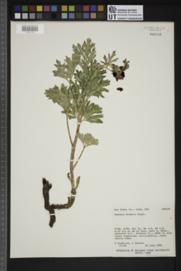 Paeonia brownii image