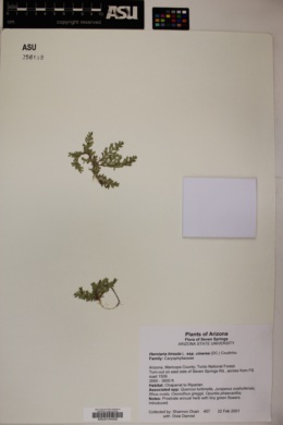 Herniaria hirsuta subsp. cinerea image