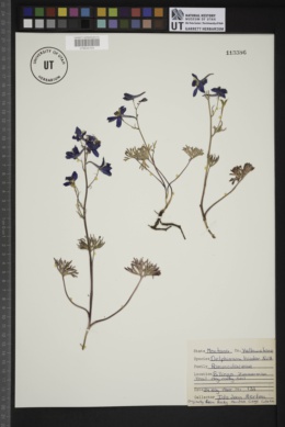 Delphinium bicolor image